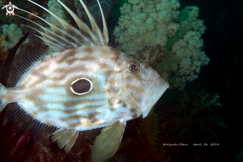 A John dory or St. Peter