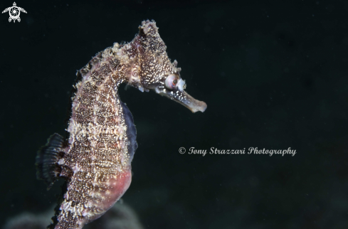 A White's seahorse