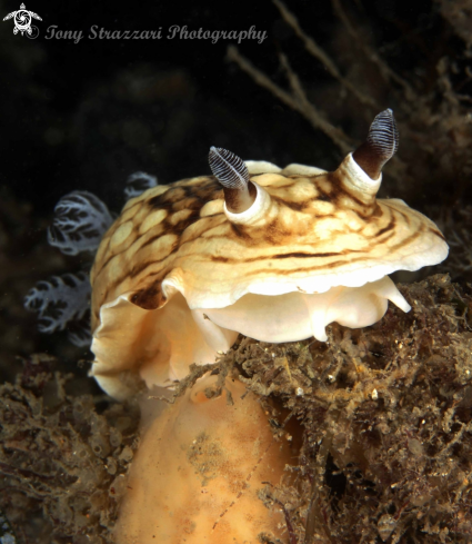 A Pancake Aphelodoris