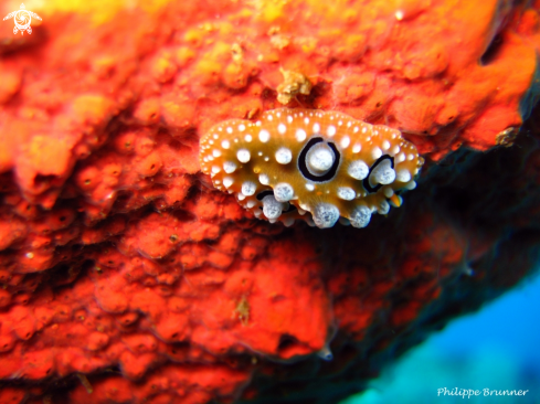 A Nudibranch