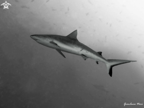 A Grey reef shark