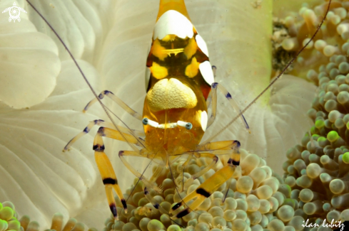 A Periclimenes brevicarpalis | shrimp