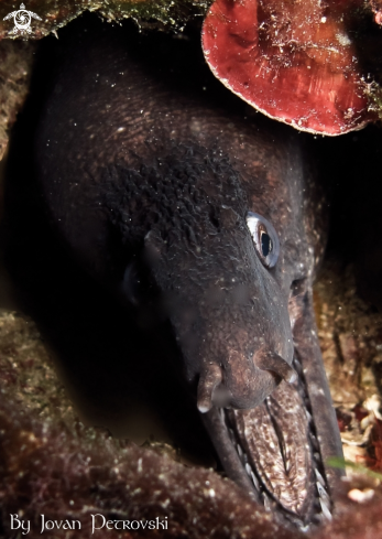 A Murena helaena | Murina / Moray_eel.