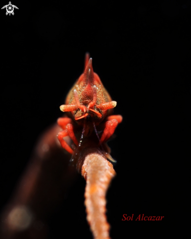 A rhino shrimp