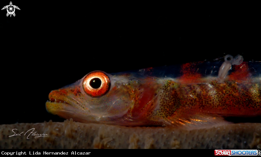 A whip coral goby with parasite