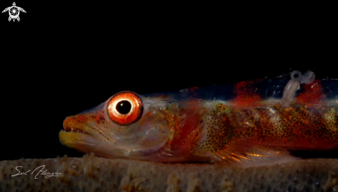 A whip coral goby with parasite