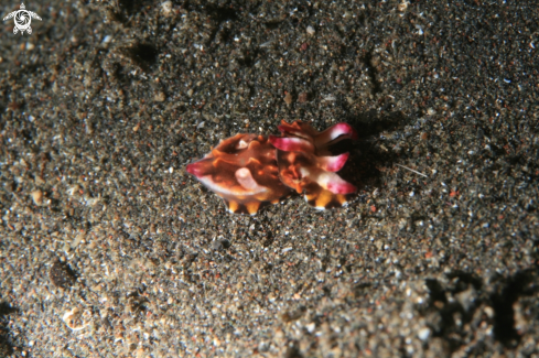 A Flamboyant Cuttlefish