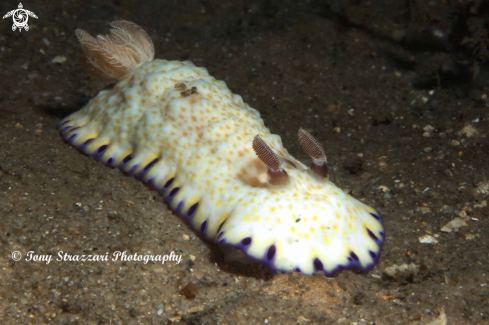 A Chromodoris aureopurpurea | Gold spotted chromodoris