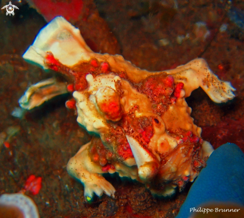 A Arlequin frog fish