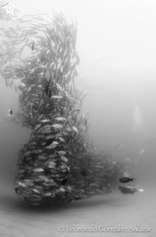 A Bigeye trevally