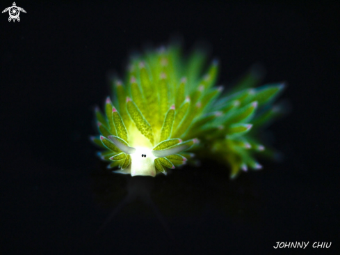 A Nudibranch 