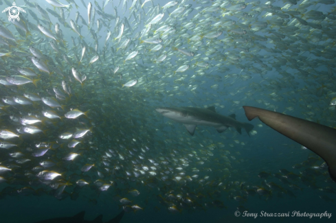 A Grey Nurse Shark & Pomfreds