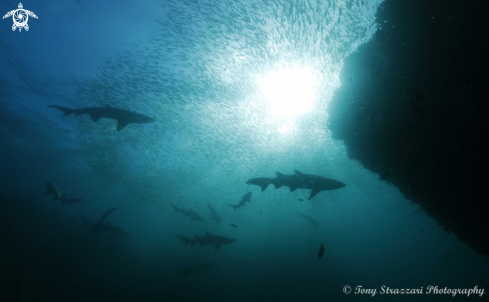 A Grey Nurse Shark (Sand Tiger, Ragged Tooth)