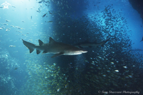 A Grey Nurse Shark (Sand Tiger, Ragged Tooth)