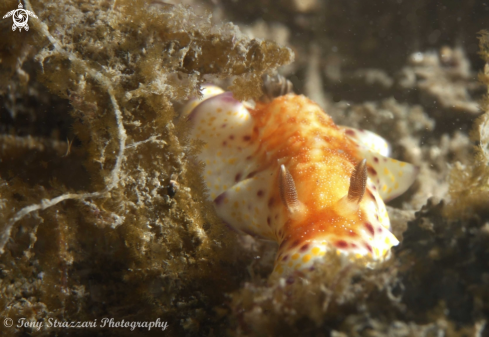 A Collingwood's chromodoris