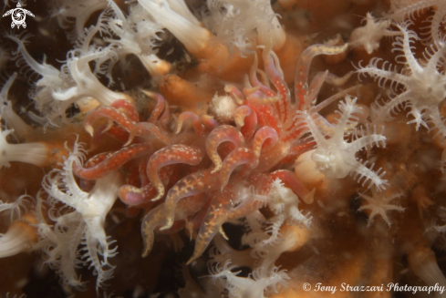 A Pink Fluffy Phyllodesmium