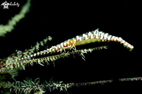 A Tozeuma lanceolatum | shrimp