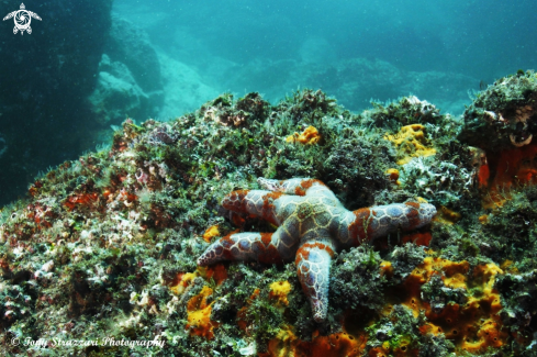 A Patterned seastar