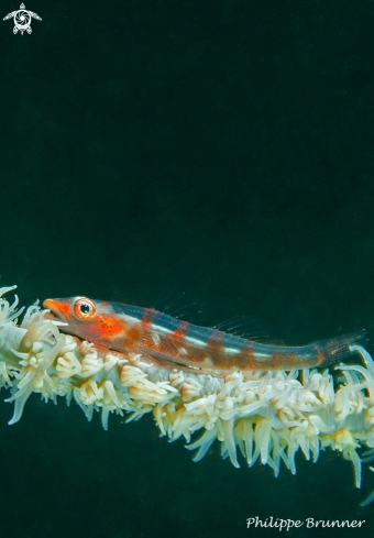 A Goby