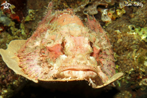 A Scorpaenopsis oxycephala | Reef fish