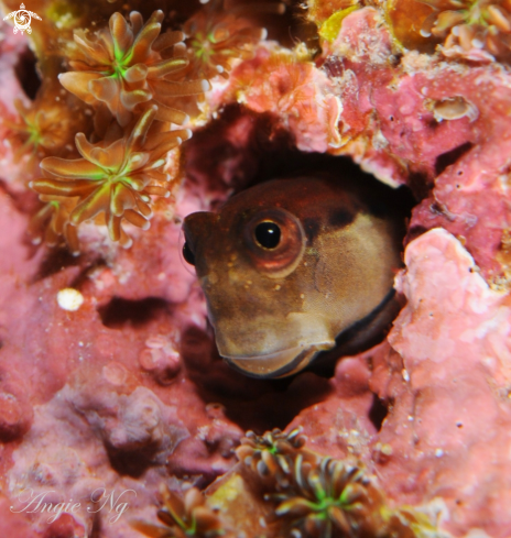 A Blenny