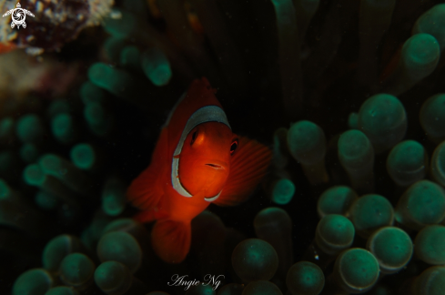 A Anemonefish