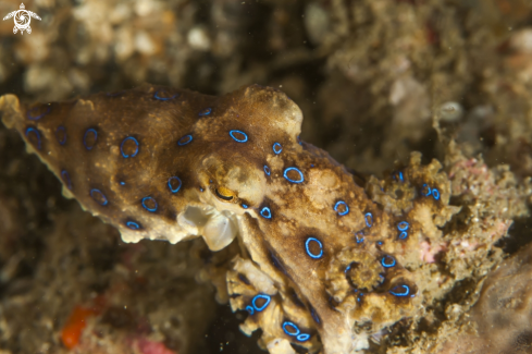 A Blue Ring Octopus