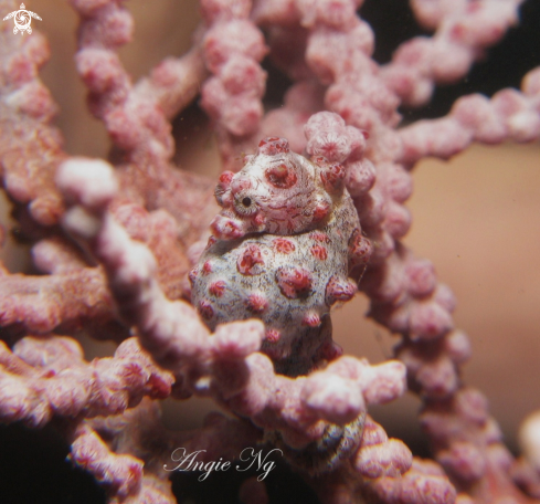 A Pygmy Seahorse