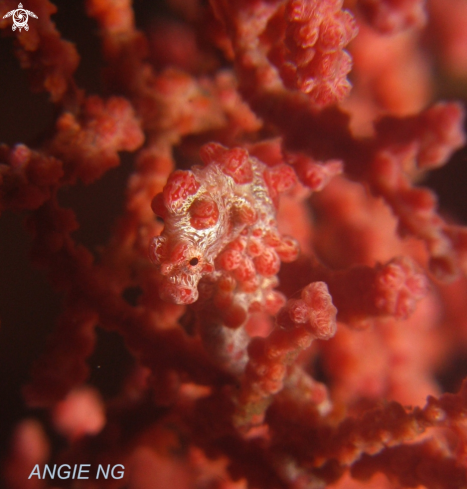 A Pygmy Seahorse