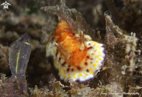 A Collingwood's chromodoris