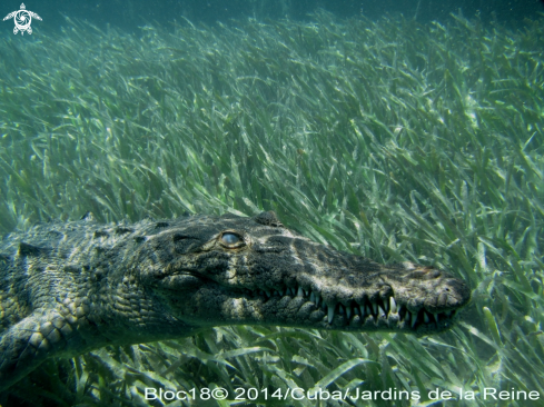 A american crocodile