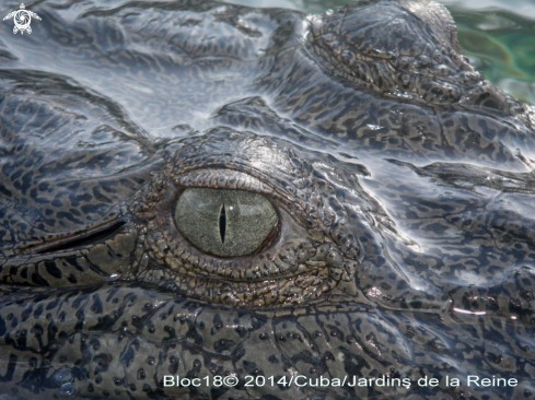 A american crocodile