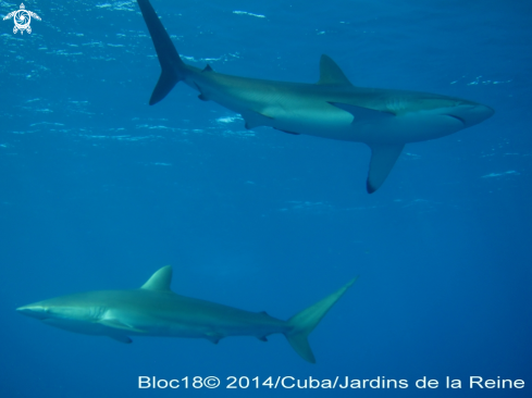 A silky shark