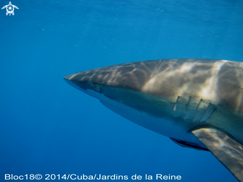 A Carcharhinus falciformis | silky shark