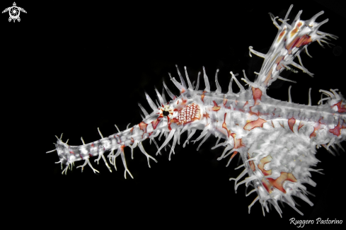 A Ghost pipefish