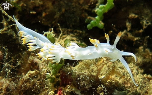 A Flabellina babei | flabellina