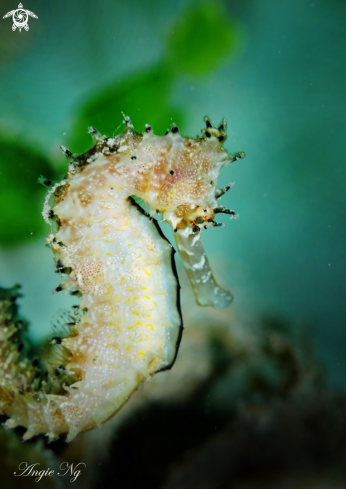 A Seahorses