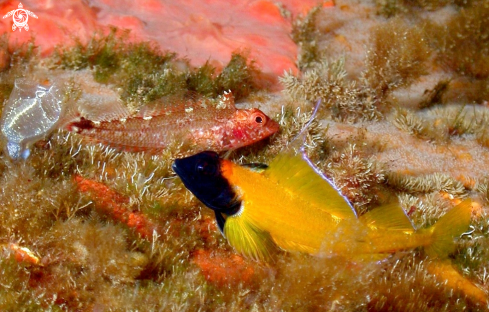 A Peperoncino giallo