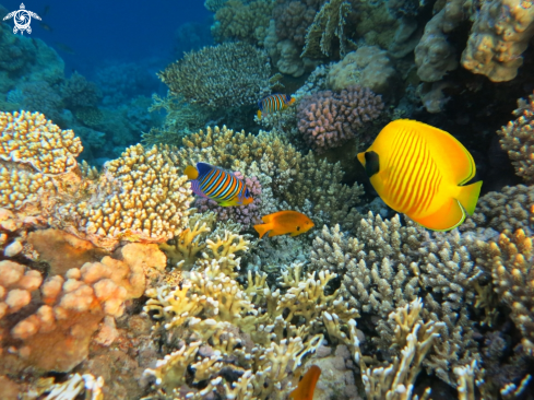 A Butterflyfish and Angelfish 