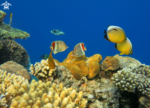 A Butterflyfishes