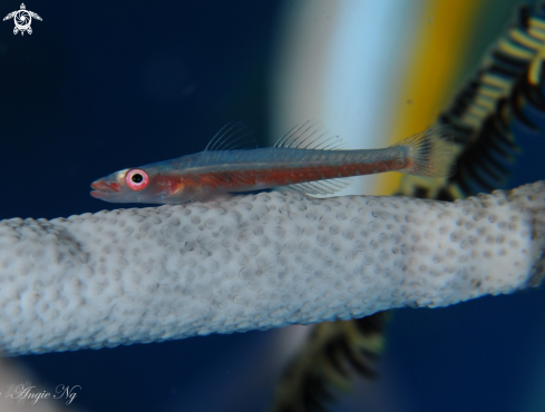 A Goby