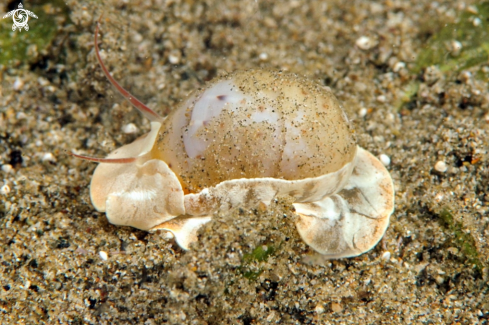 A Naticarius alapapilionis | sea snail