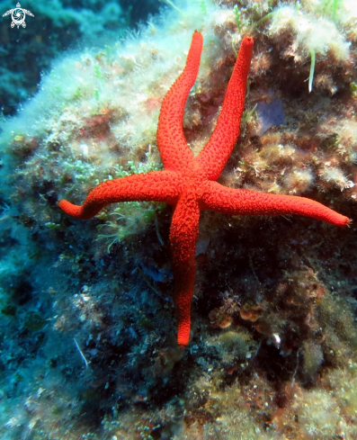 A Echinaster sepositus | stella marina rossa