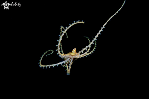 A Wunderpus photogenicus | Octopus