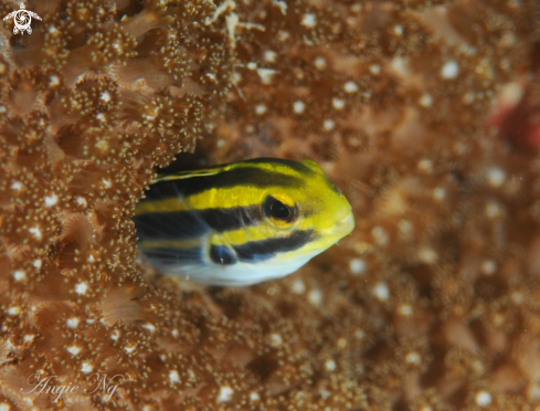 A Blenny