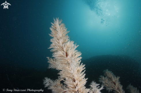 A Black coral tree