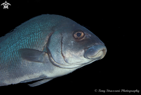 A Mangrove Jack