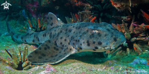 A Horned shark