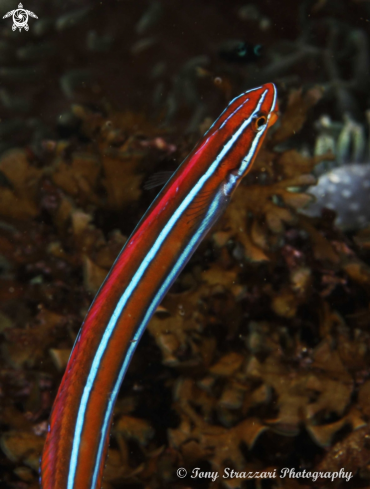 A blue-lined sabretooth blenny