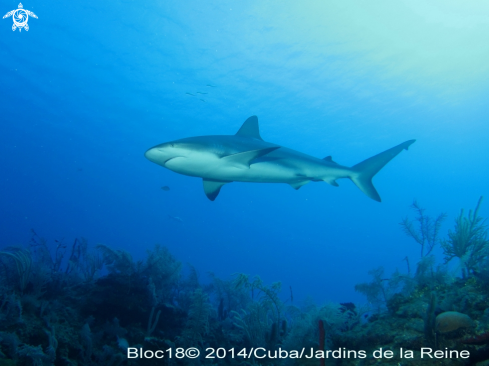 A caribbean reef shark